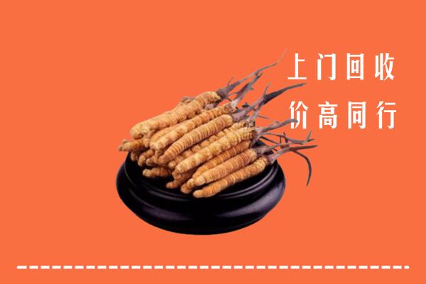 高价求购：长汀县回收散虫草